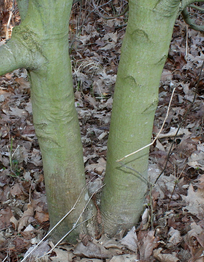 Изображение особи Acer circinatum.
