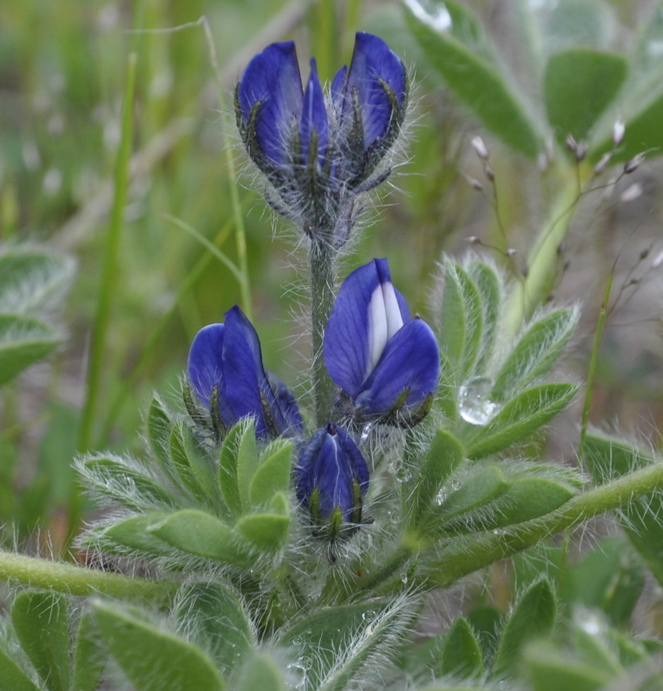 Изображение особи Lupinus micranthus.