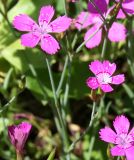 Dianthus deltoides