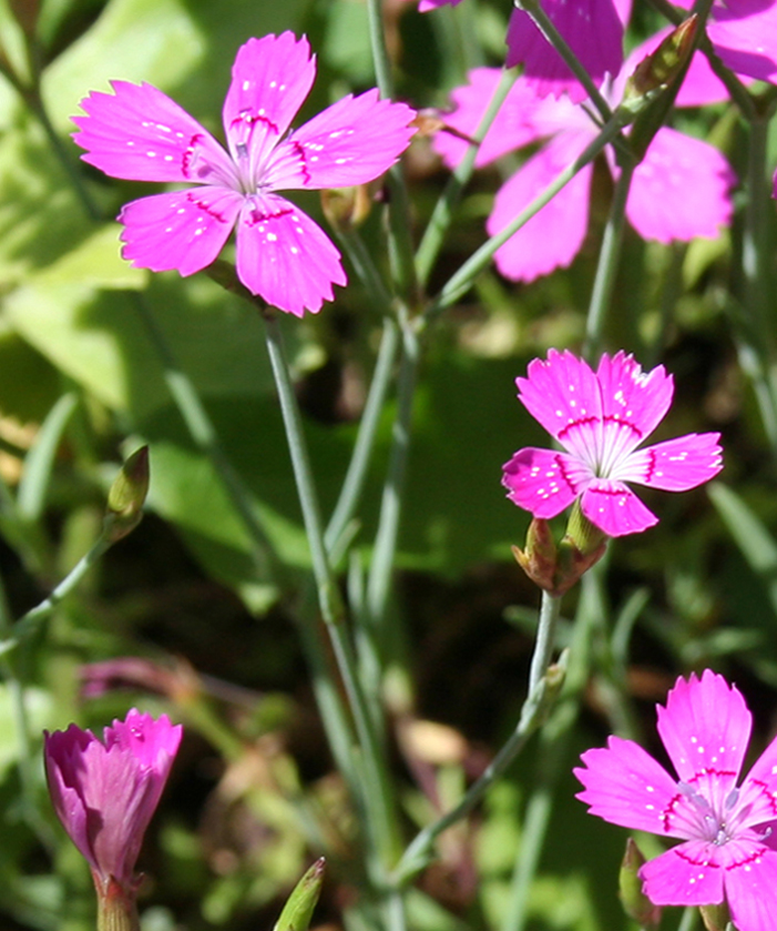 Изображение особи Dianthus deltoides.