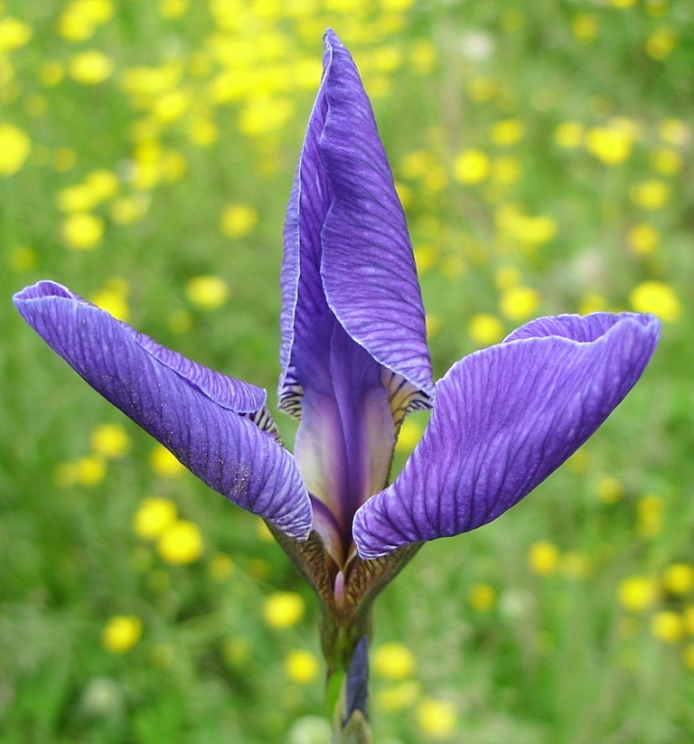 Изображение особи Iris setosa.