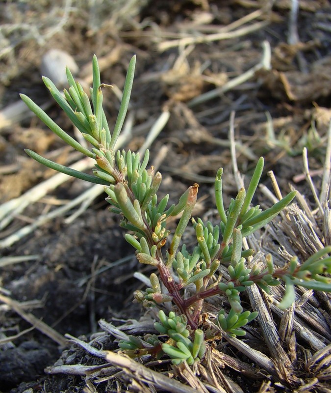 Image of Suaeda prostrata specimen.