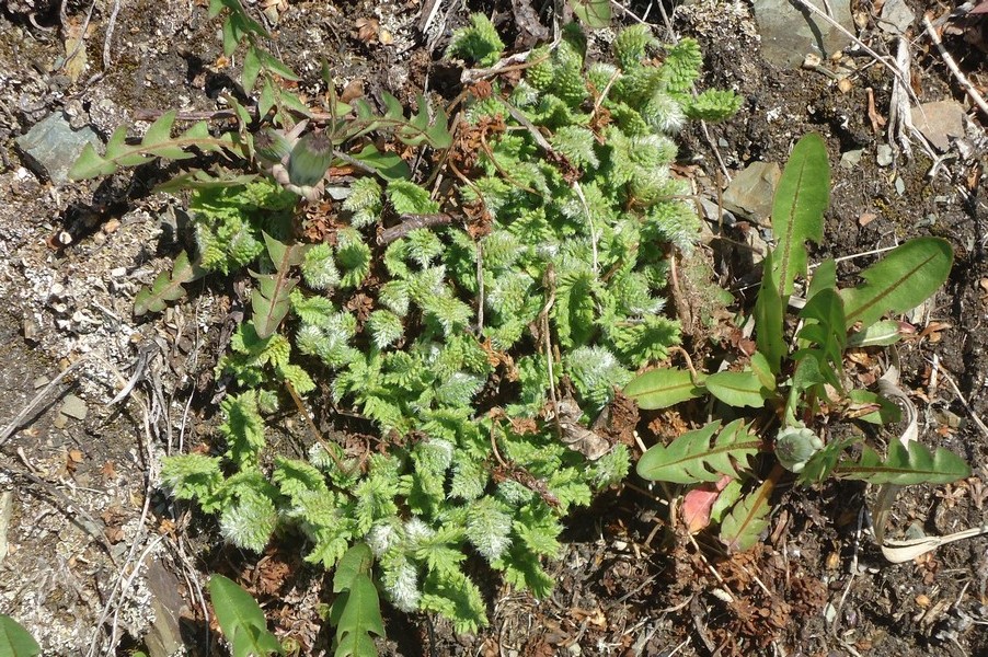 Image of Woodsia ilvensis specimen.