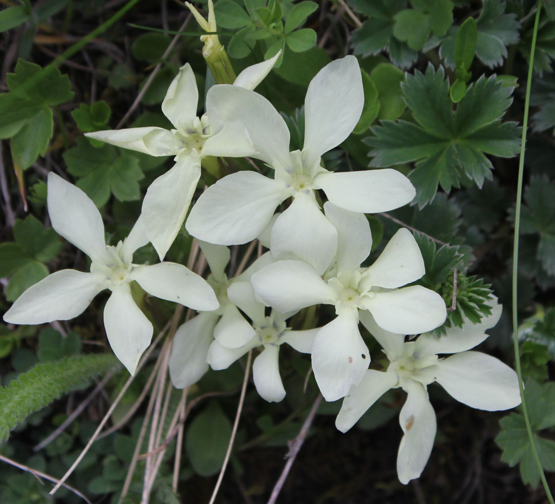 Image of Gentiana oschtenica specimen.