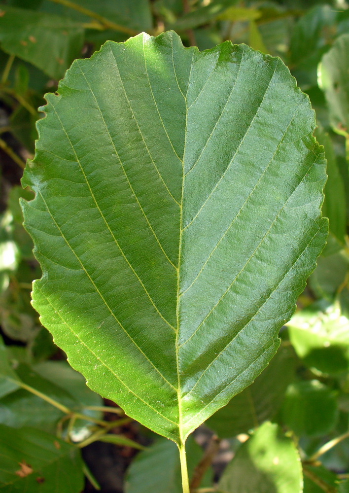 Изображение особи Alnus glutinosa.