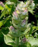 Salvia sclarea. Развивающееся соцветие. Германия, г. Дюссельдорф, Ботанический сад университета. 02.06.2014.