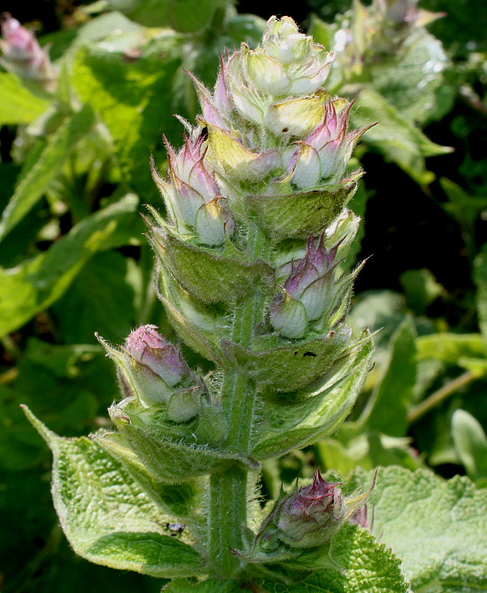 Image of Salvia sclarea specimen.