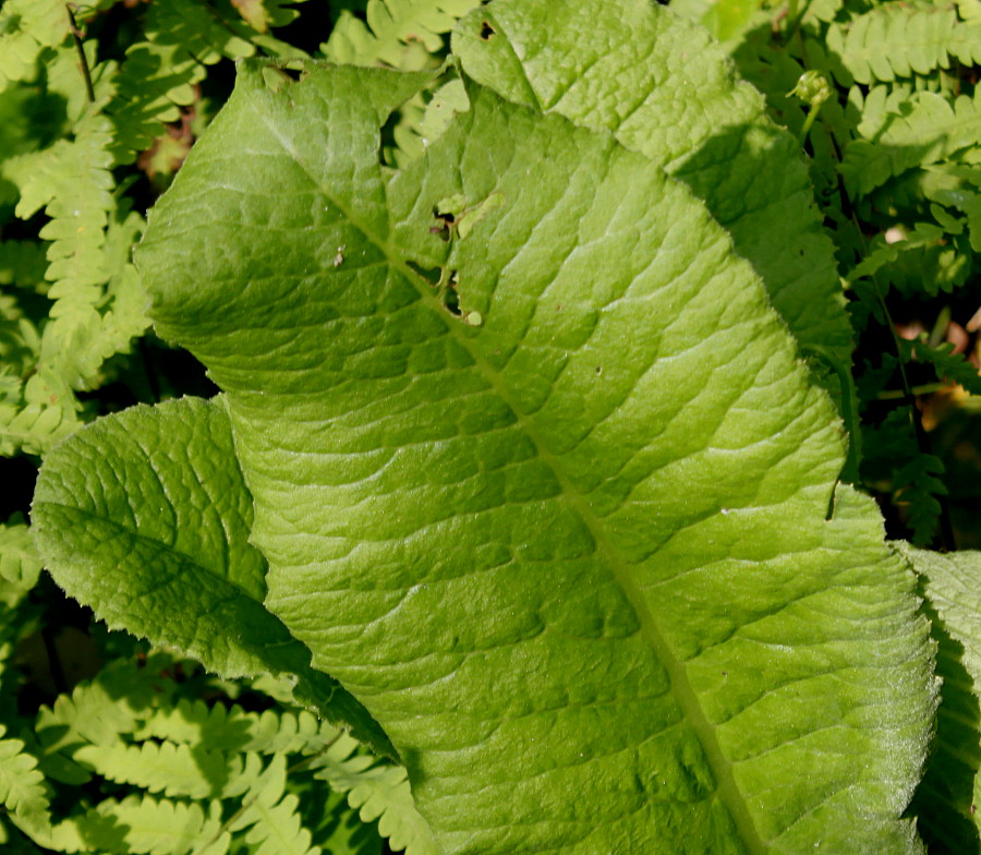 Image of Primula bulleyana specimen.