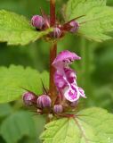 Lamium maculatum. Цветок и бутоны. Украина, Львовская обл., Дрогобычский р-н, г. Трускавец, Помярки, возле дороги. 04.06.2014.