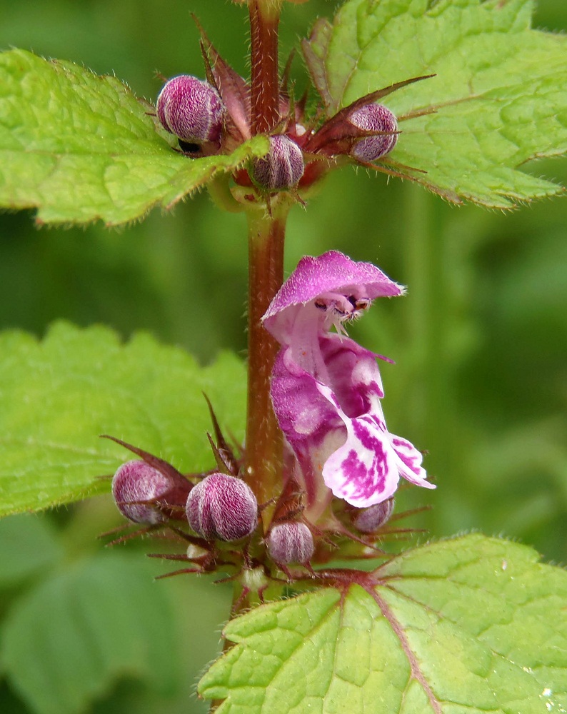 Изображение особи Lamium maculatum.