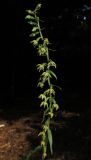 Epipactis muelleri
