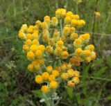 Helichrysum arenarium