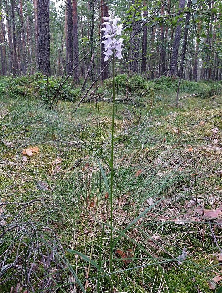 Изображение особи Dactylorhiza maculata.