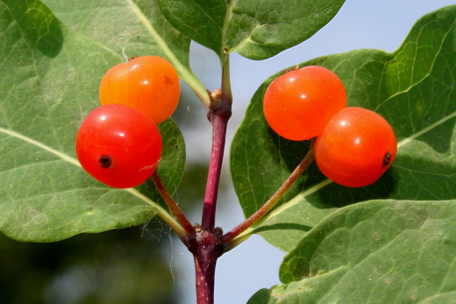 Image of genus Lonicera specimen.