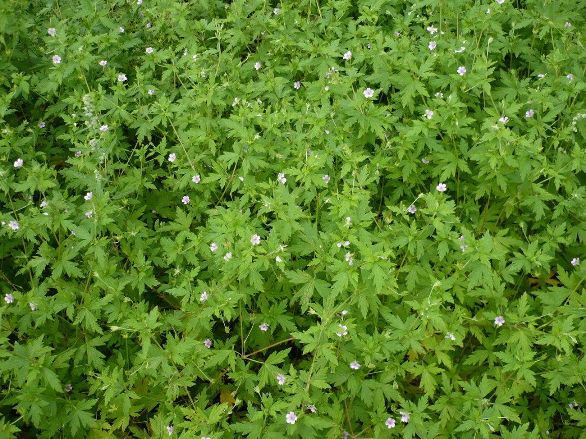 Изображение особи Geranium sibiricum.