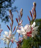 Gaura lindheimeri. Верхние части соцветий с цветками и бутонами. Германия, г. Дюссельдорф, Ботанический сад университета. 03.07.2014.