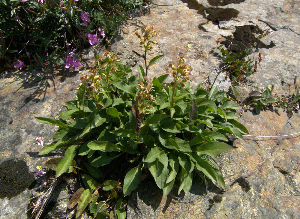 Image of Solidago virgaurea ssp. caucasica specimen.