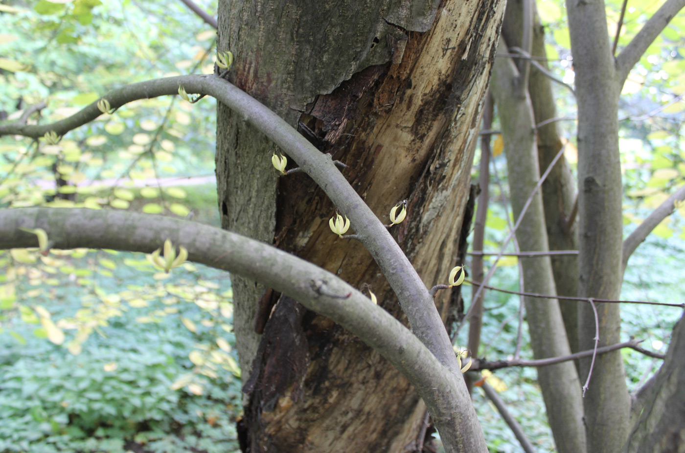 Image of Cercidiphyllum magnificum specimen.