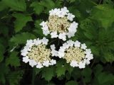Viburnum opulus. Соцветия с кормящейся мухой-журчалкой. Нидерланды, провинция Drenthe, заросли кустарников на краю озера Friescheveen. 4 июня 2006 г.