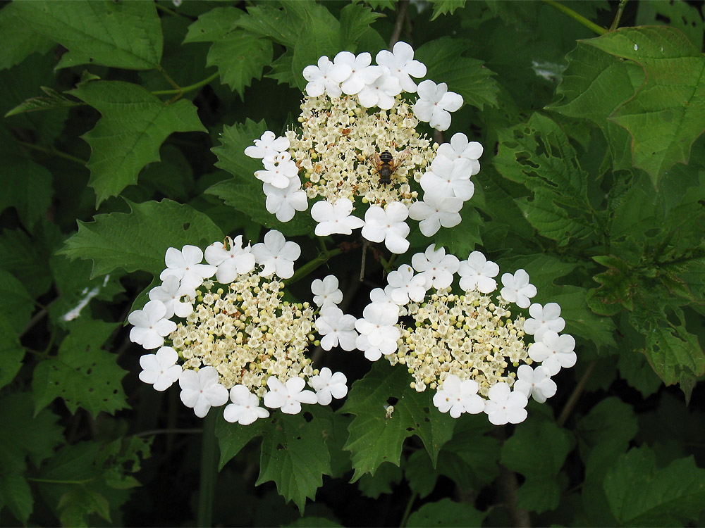 Image of Viburnum opulus specimen.