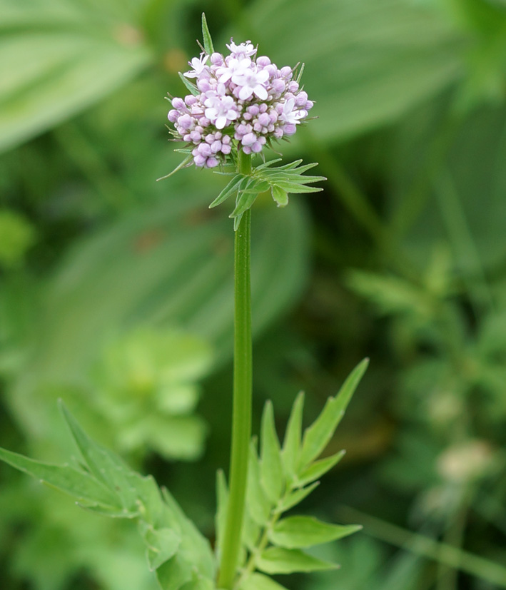 Изображение особи Valeriana officinalis.