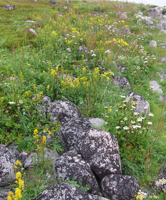Image of Solidago virgaurea ssp. lapponica specimen.