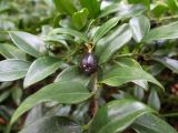 род Sarcococca