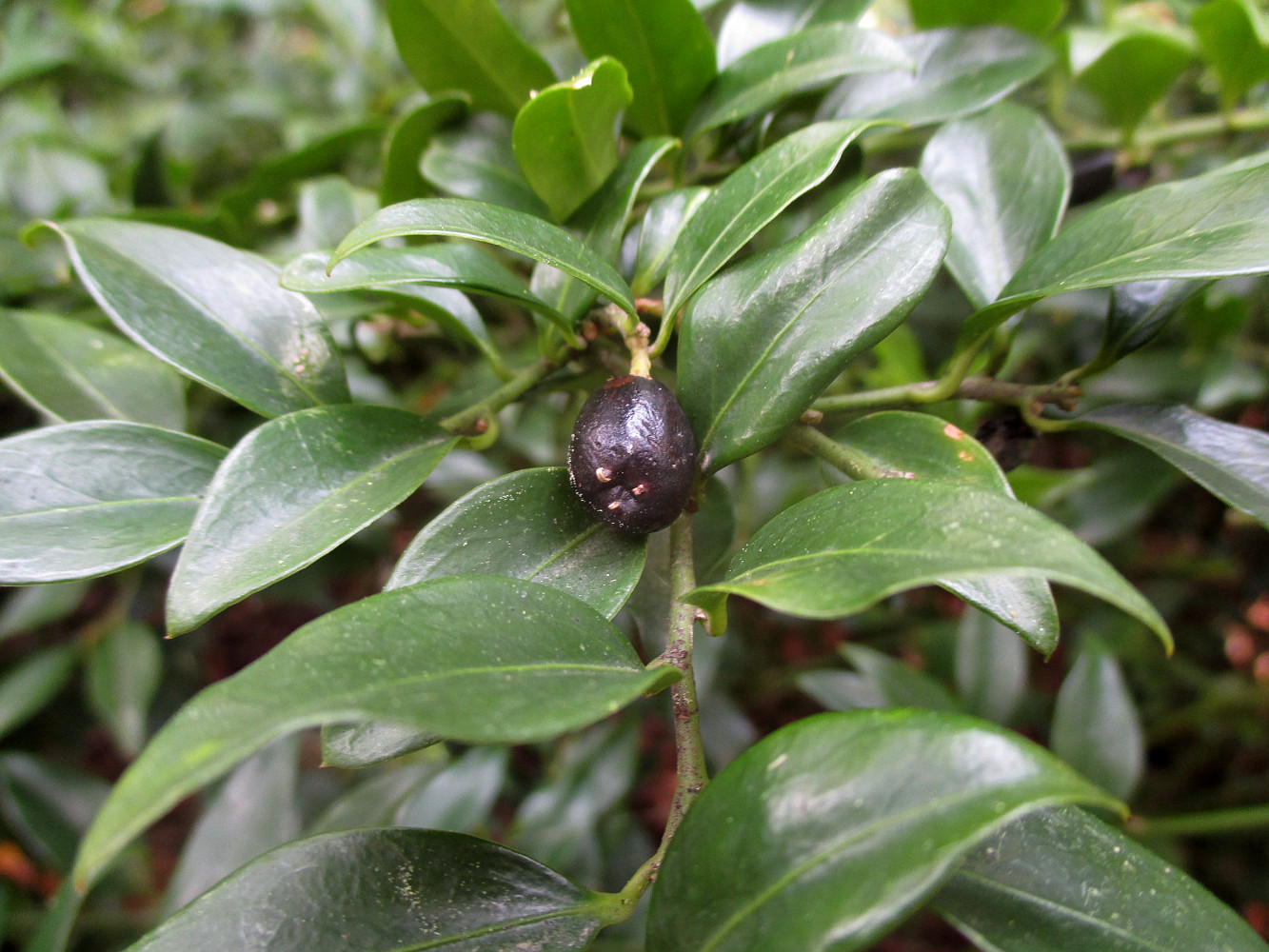 Image of genus Sarcococca specimen.