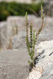 Micromeria cristata ssp. kosaninii