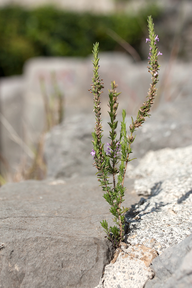 Image of Micromeria cristata ssp. kosaninii specimen.