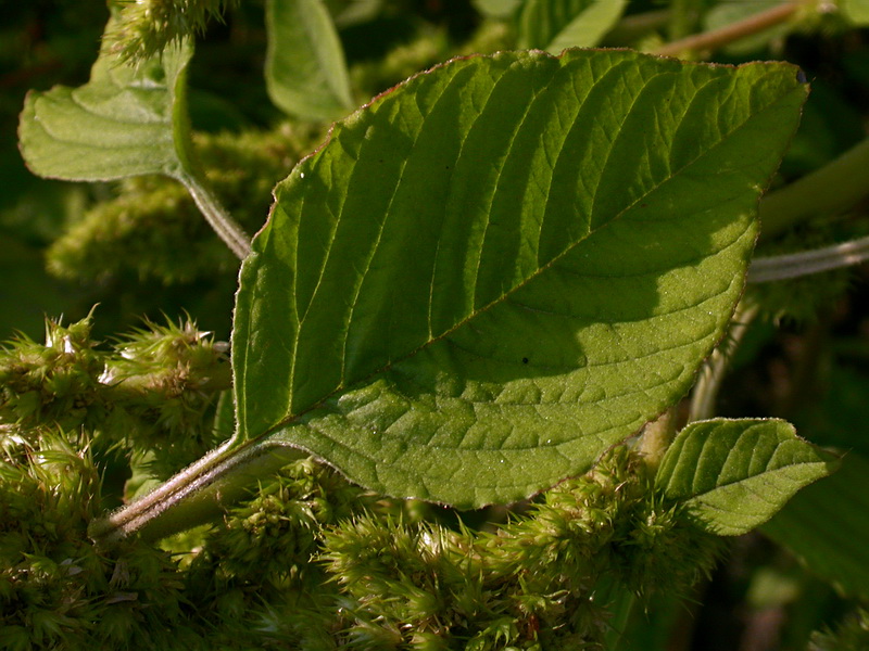 Image of Amaranthus retroflexus specimen.