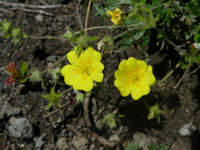 Image of Potentilla vulcanicola specimen.