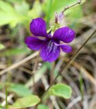 Viola mandshurica