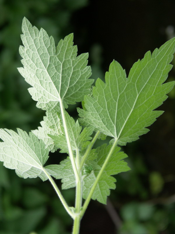 Image of Leonurus quinquelobatus specimen.