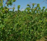 Cerinthe minor. Цветущие растения на склоне степной балки, Днепропетровская обл., начало июня.
