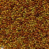 Trifolium aureum