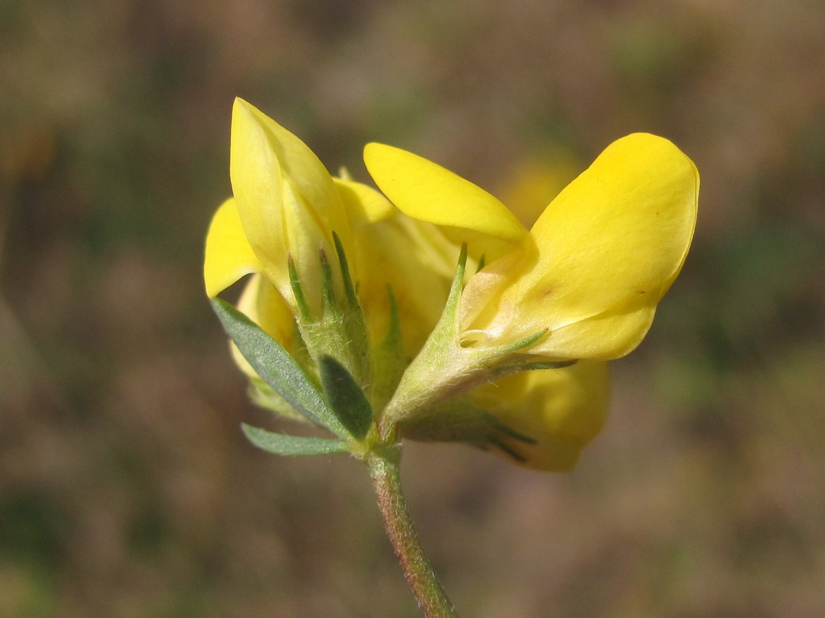 Image of Lotus &times; ucrainicus specimen.