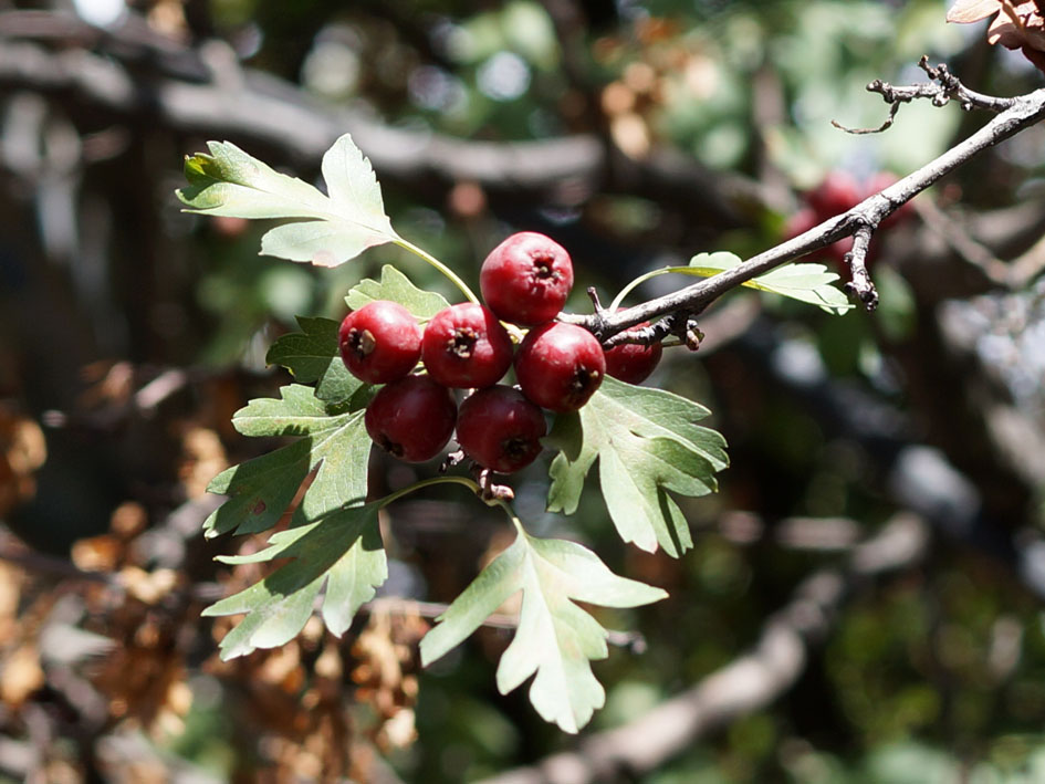 Изображение особи Crataegus songarica.