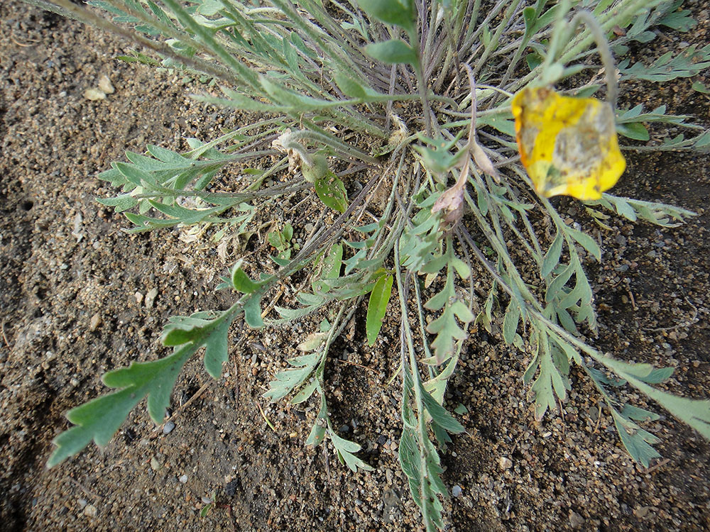 Изображение особи Papaver nudicaule.