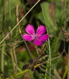 Dianthus deltoides