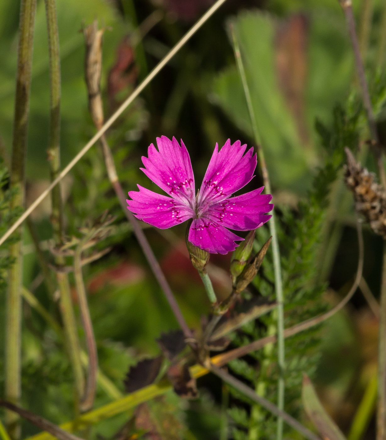 Изображение особи Dianthus deltoides.