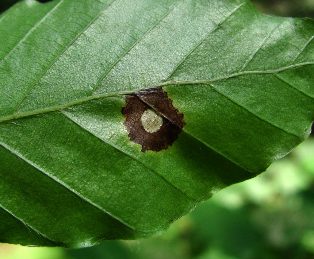 Изображение особи Fagus orientalis.