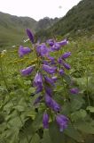 Campanula latifolia. Верхушки цветущих растений. Приэльбрусье, долина р. Когутайка (2350 м н.у.м.). 21 августа 2008 г.