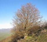 Carpinus betulus. Зацветающее взрослое дерево. Краснодарский край, м/о г. Геленджик, окр. пос. Возрождение, гора Михайловка, на северном склоне ближе к вершине горы. 25.04.2015.