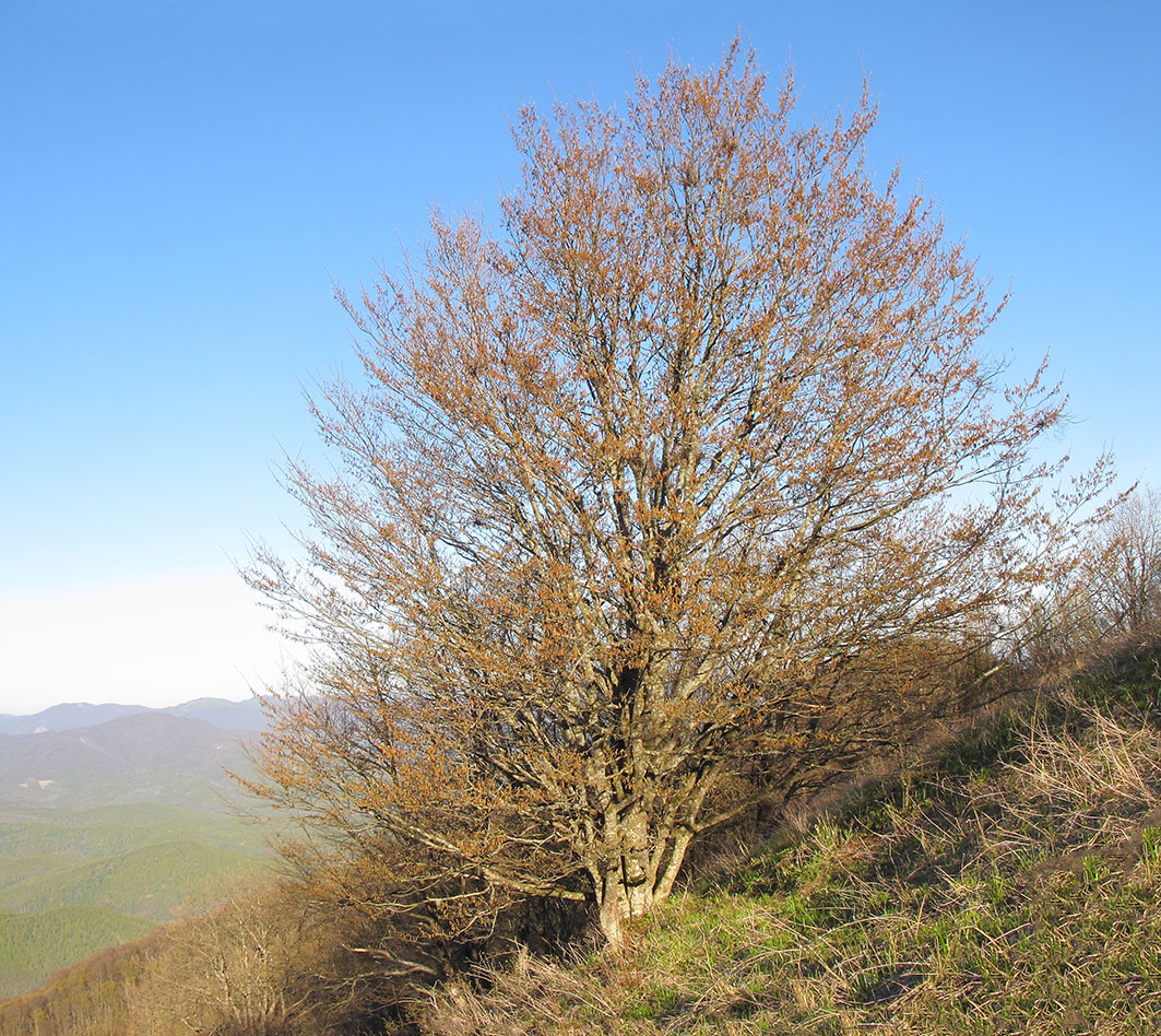 Изображение особи Carpinus betulus.