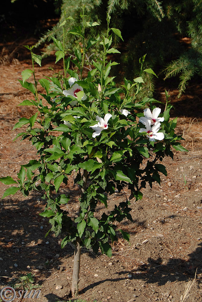 Image of Hibiscus syriacus specimen.