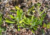 Antennaria dioica. Розетки прикорневых листьев. Кольский п-ов, Кандалакшский берег Белого моря, лишайниково-кустарничковая тундра. 24.06.2015.