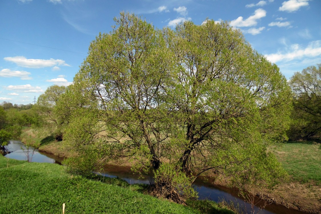 Image of Salix euxina specimen.