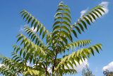 Ailanthus altissima