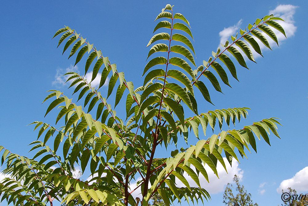Image of Ailanthus altissima specimen.